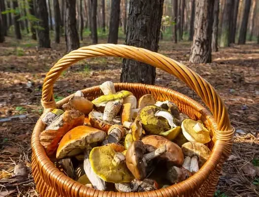 Sezon na grzyby w pełni. Gmina apeluje o rozwagę w lasach