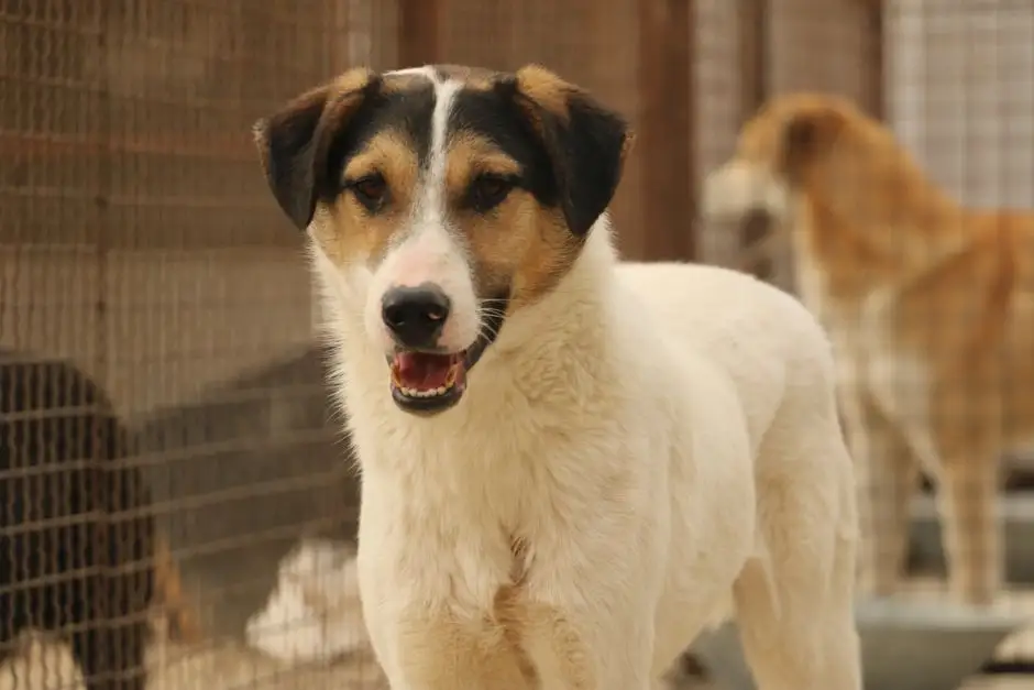Gmina Zelów zachęca do adopcji psów – czworonogi czekają na nowy dom