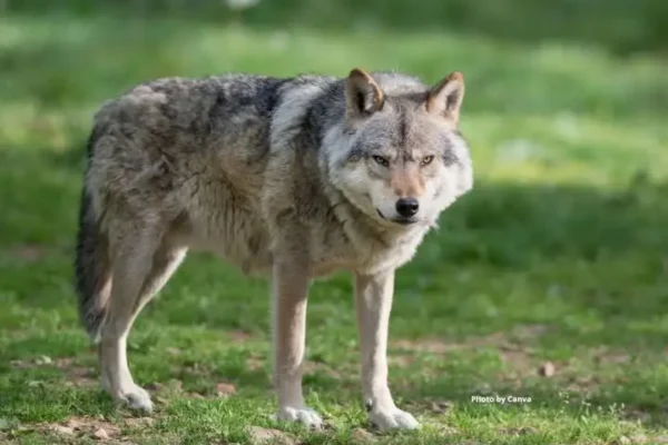 Wilki coraz częściej widywane w okolicy. Jak się zachować przy spotkaniu?