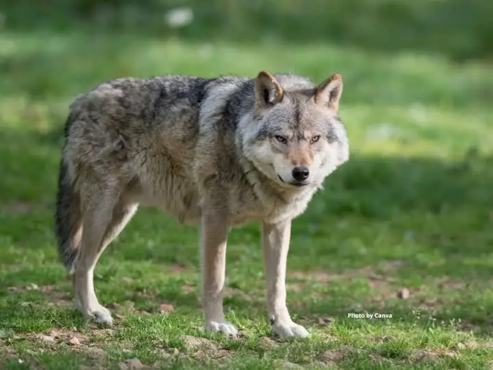 Wilki coraz częściej widywane w okolicy. Jak się zachować przy spotkaniu?