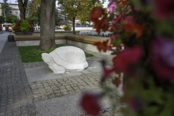 Żółwie wróciły na Plac Narutowicza w Bełchatowie